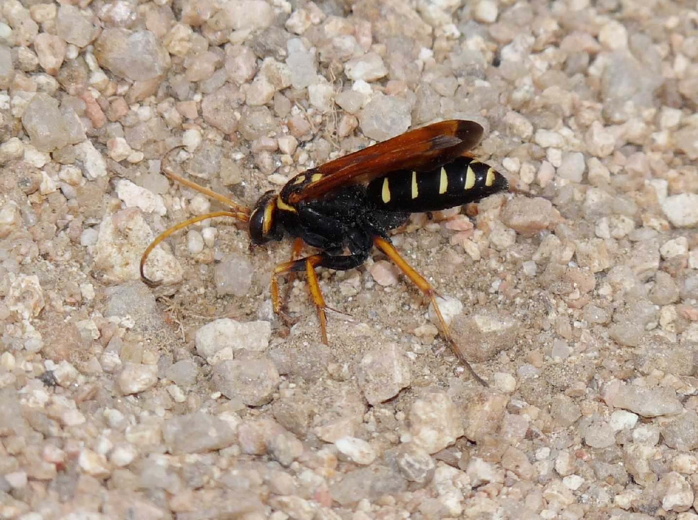 Batozonellus lacerticida al lavoro